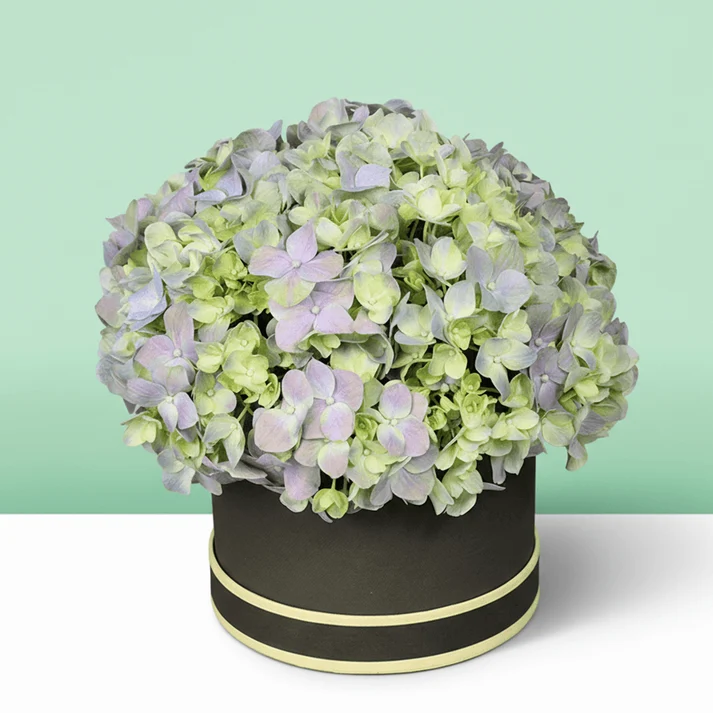 Shades-of-Green-3 Pastel Hydrangea Bloom Box - Image 1