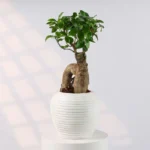 Elegant Bonsai in Cream Resin Pot