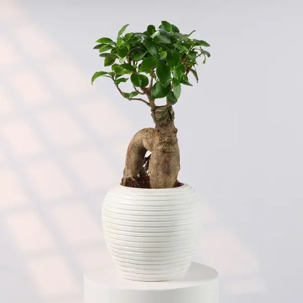 Elegant Bonsai in Cream Resin Pot