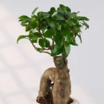 Elegant Bonsai in Cream Resin Pot - Image 2