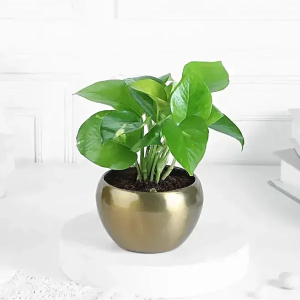 Money Plant With Gold Tone Metal Pot