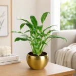 Peace Lily Plant With Gold Tone Metal Pot