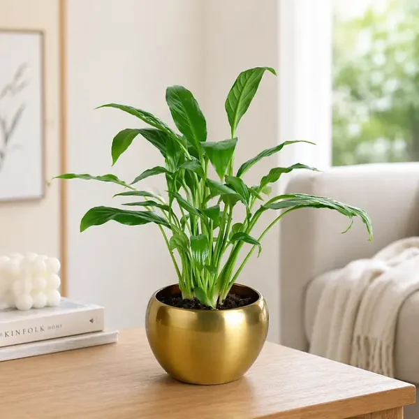 Peace Lily Plant With Gold Tone Metal Pot