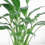 Peace Lily Plant With Gold Tone Metal Pot - Image 2