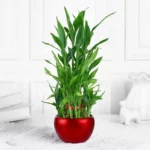Lucky Bamboo in Red Metal Pot