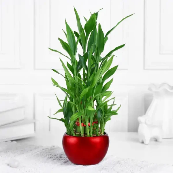 Lucky Bamboo in Red Metal Pot