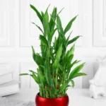 Lucky Bamboo in Red Metal Pot - Image 2