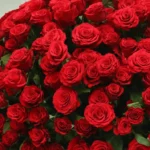 250 Red Roses Basket Arrangement - Image 2