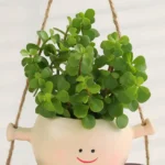 Smiley Green Duo Plants - Image 2